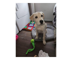 Yellow lab puppy needing a new home