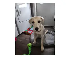 Yellow lab puppy needing a new home