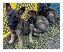 German shepherd non akc puppies