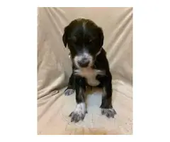 Afghan Hound Mix Puppies