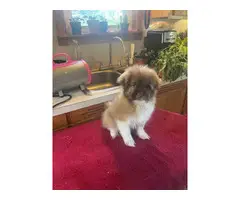 Adorable and cuddly Shihpoo puppy - 2