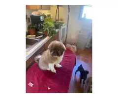 Adorable and cuddly Shihpoo puppy - 8
