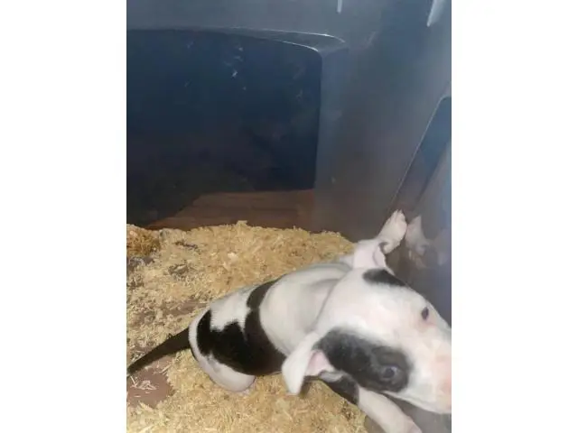 One female pit bull puppy - 3/6