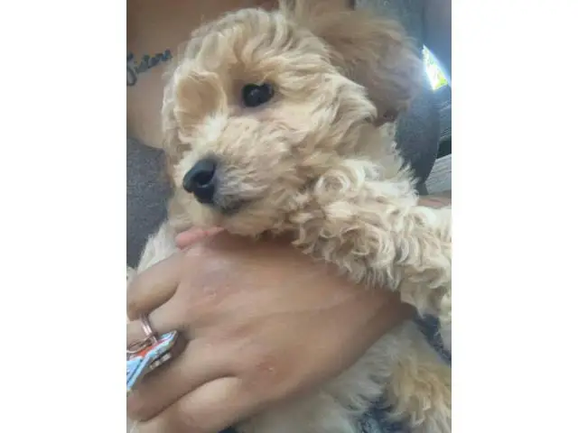 Toy Poodle puppy for sale - 1/4
