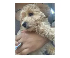 Toy Poodle puppy for sale - 1
