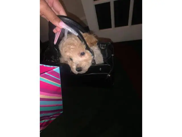 Toy Poodle puppy for sale - 3/4