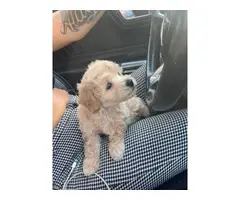 Toy Poodle puppy for sale - 4