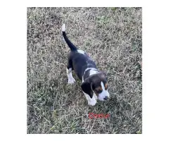 2 adorable beagle puppies - 3