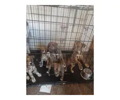 Pitsky Puppies for Sale!!! - 2