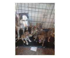 Pitsky Puppies for Sale!!!