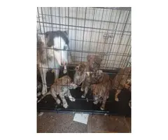 Pitsky Puppies for Sale!!! - 3