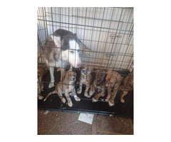 Pitsky Puppies for Sale!!!