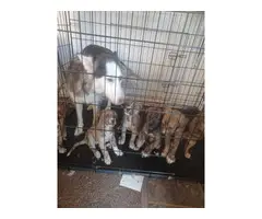 Pitsky Puppies for Sale!!! - 4