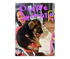 Tan with black saddle German shepherd puppies available - 2