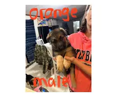 Tan with black saddle German shepherd puppies available - 6