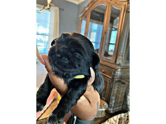 Shih tzu puppies for sale