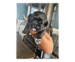 Shih tzu puppies for sale - 2