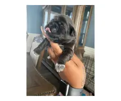 Shih tzu puppies for sale - 4