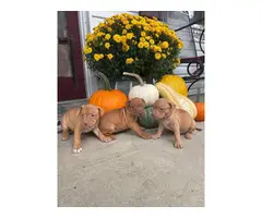 Pitbull bully mix puppies