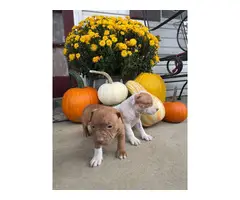 Pitbull bully mix puppies - 3