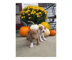 Pitbull bully mix puppies - 4