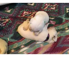 AKC White Labrador Retriever Puppies for Sale