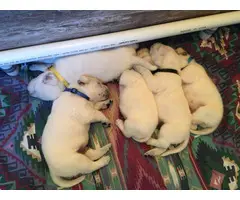 AKC White Labrador Retriever Puppies for Sale
