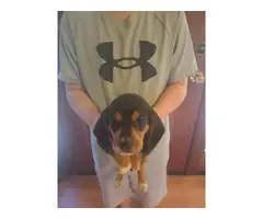6 adorable short-legged full-blooded beagle puppies - 3