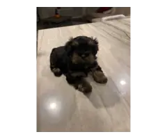 4 Morkie puppies for sale - 3