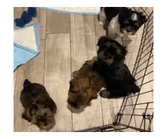 4 Morkie puppies for sale - 4