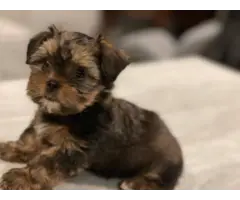 4 Morkie puppies for sale - 5