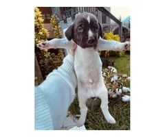 9 AKC German Shorthaired Pointer puppies for sale
