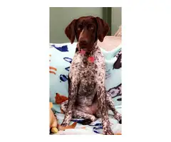 9 AKC German Shorthaired Pointer puppies for sale