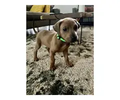 Pure bred Ridgeback puppies for sale