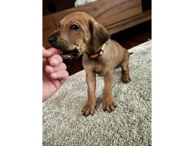 Pure bred Ridgeback puppies for sale - 2/8
