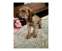 Pure bred Ridgeback puppies for sale - 2