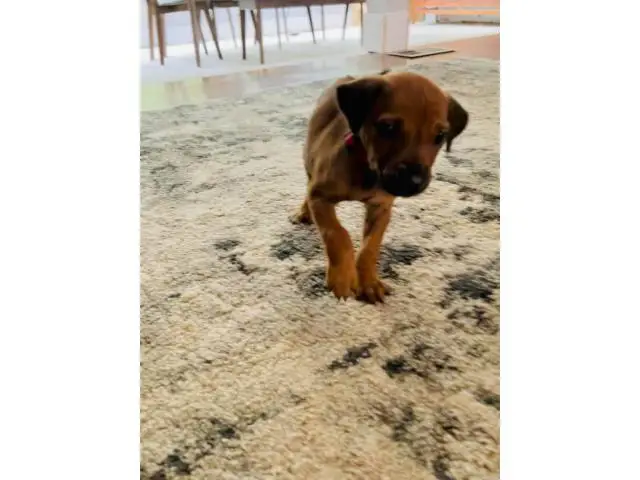 Pure bred Ridgeback puppies for sale - 3/8