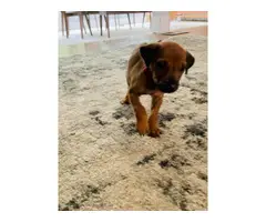 Pure bred Ridgeback puppies for sale - 3