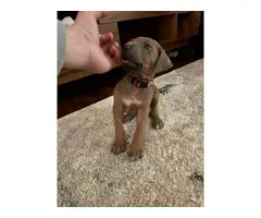 Pure bred Ridgeback puppies for sale - 4