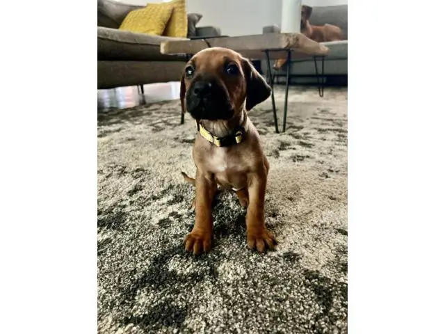 Pure bred Ridgeback puppies for sale - 5/8