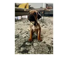 Pure bred Ridgeback puppies for sale - 5