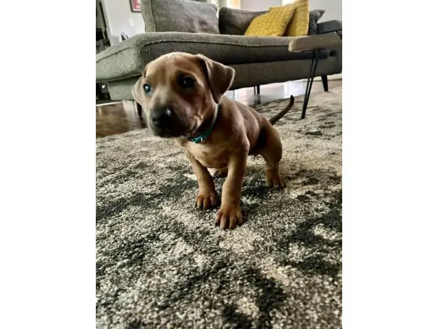 Pure bred Ridgeback puppies for sale - 6/8