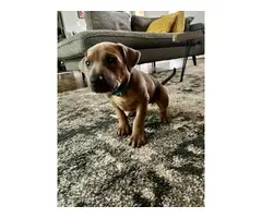 Pure bred Ridgeback puppies for sale - 6