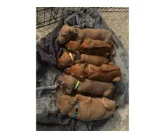 Pure bred Ridgeback puppies for sale - 8