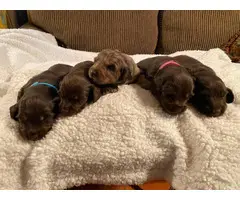 Long-haired Dachshund Puppies for Sale