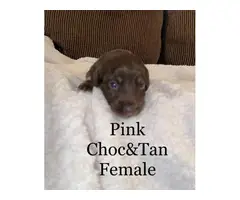Long-haired Dachshund Puppies for Sale - 4