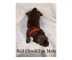 Long-haired Dachshund Puppies for Sale - 9