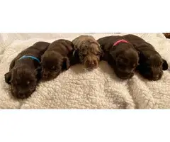 Long-haired Dachshund Puppies for Sale