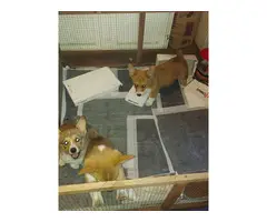 2 Pembroke Corgi puppies for Sale