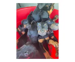 AKC Doberman puppies for sale